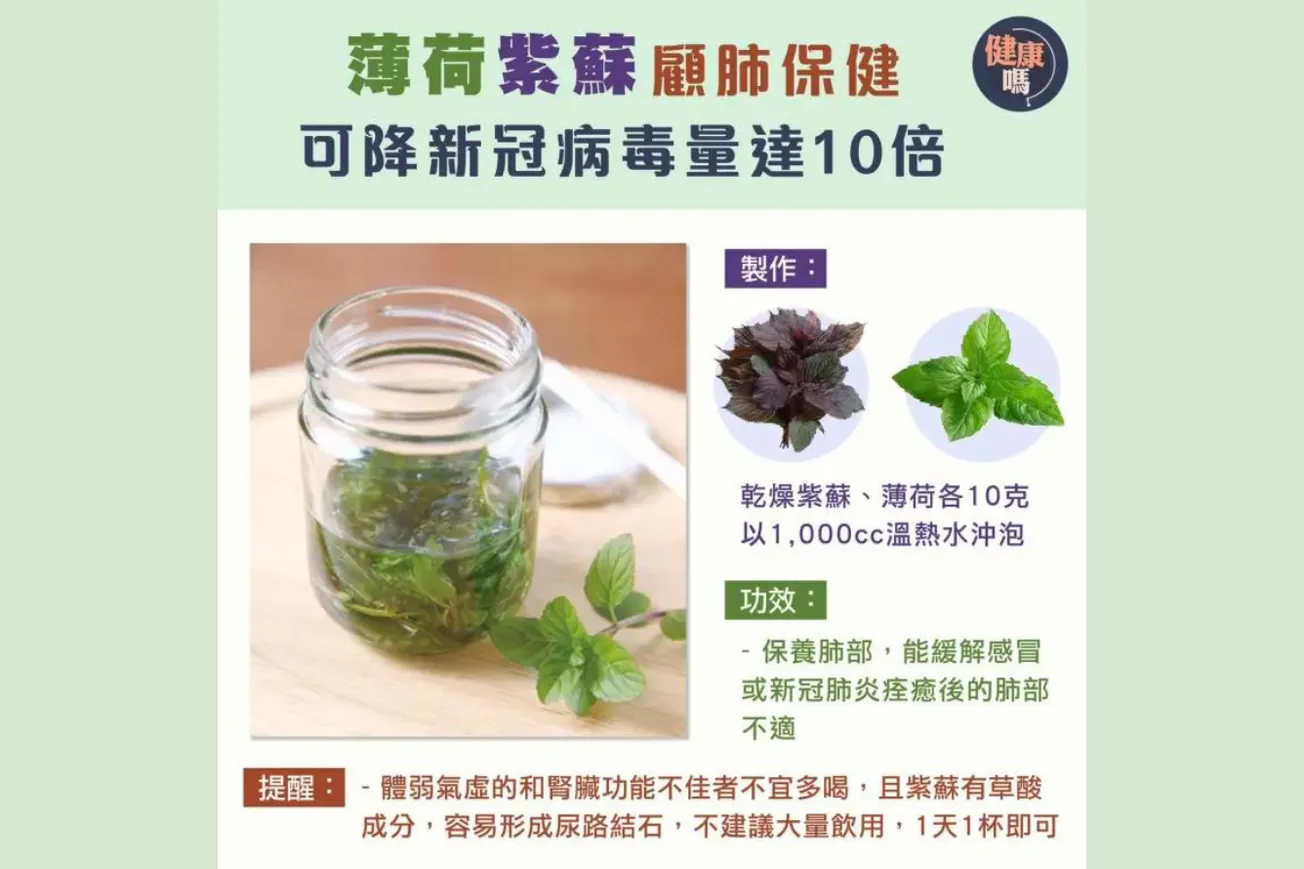 薄荷紫蘇顧肺保健 可降新冠病毒量達10倍