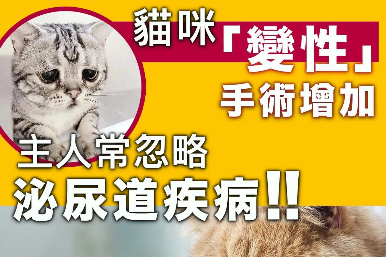 貓咪「變性」手術增加 主人常忽略泌尿道疾病！