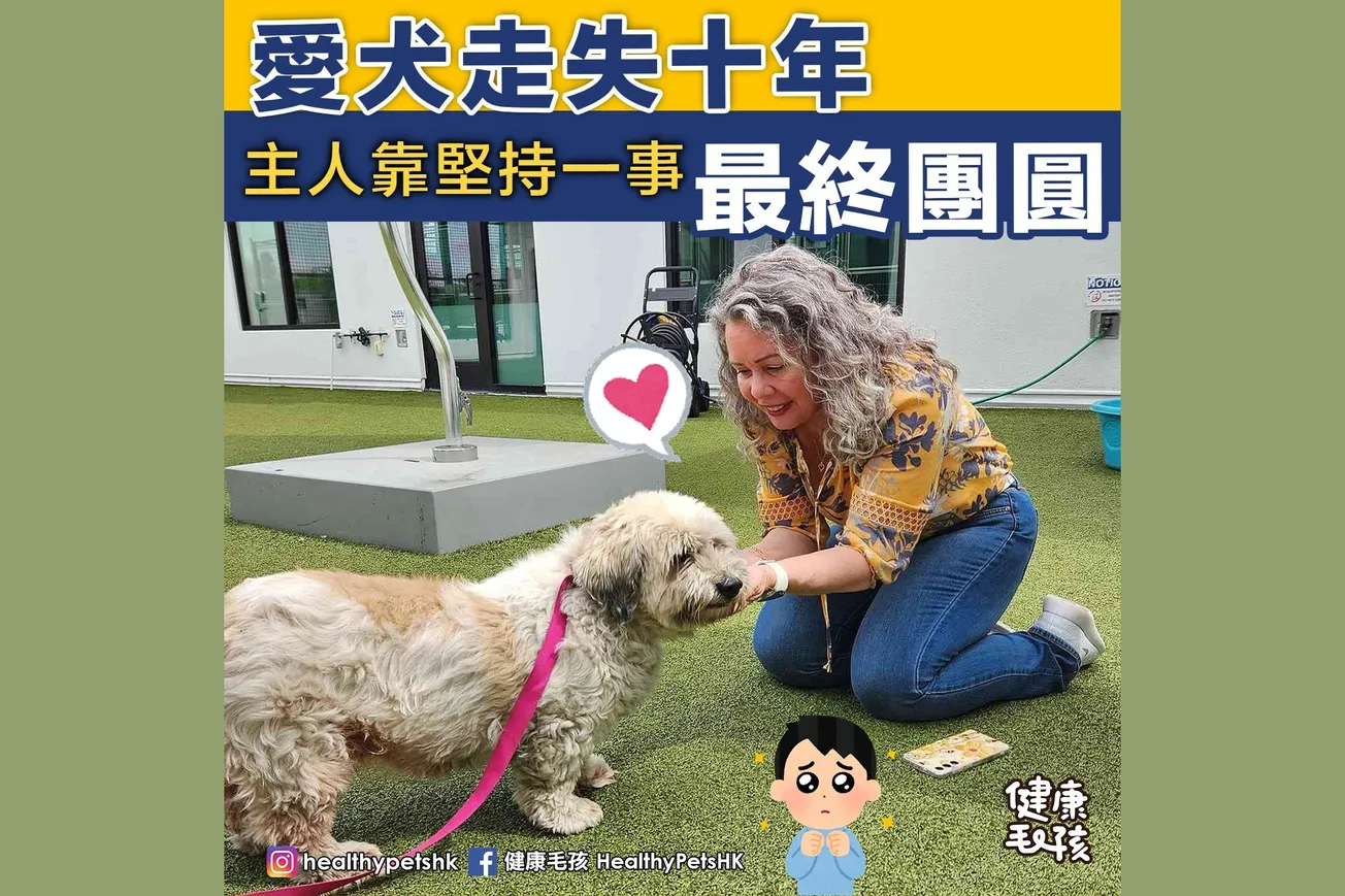 愛犬走失十年 主人靠堅持一事最終團圓