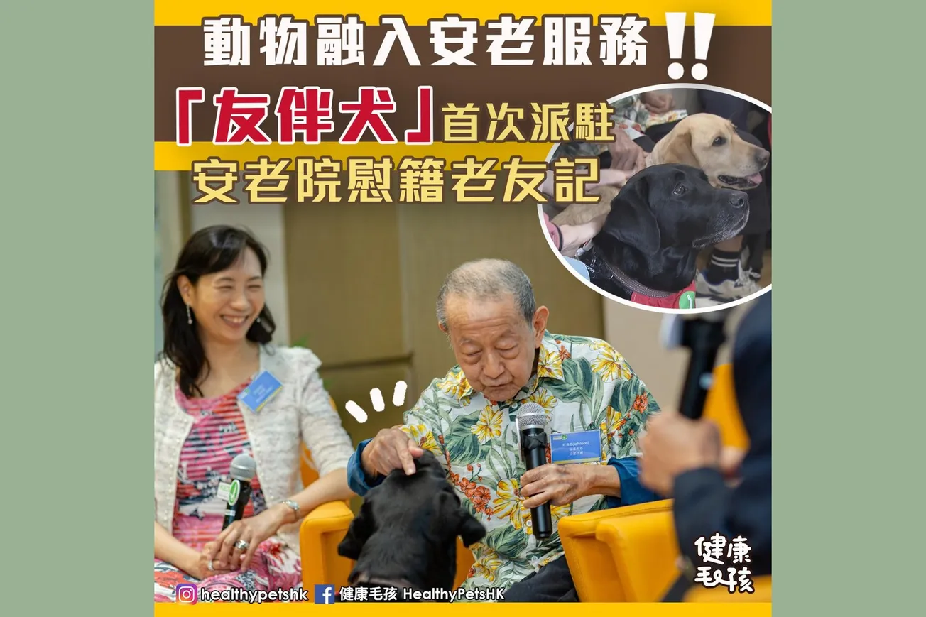 動物融入安老服務！「友伴犬」首次派駐 安老院慰籍老友記