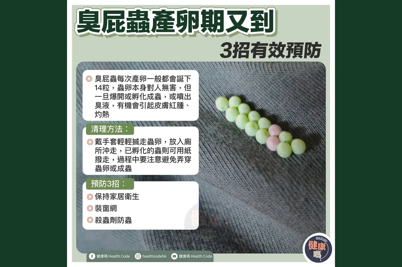 臭屁蟲產卵期又到 3招有效預防