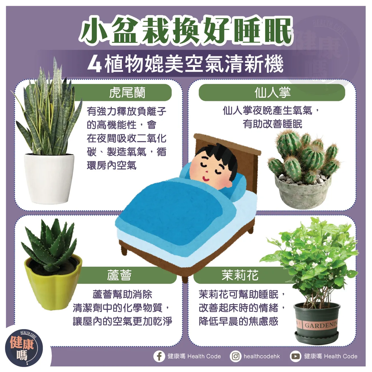 小盆栽換好睡眠 4植物媲美空氣清新機